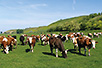 On a pasture below Titelski breg (Photo: Miodrag Grubački)